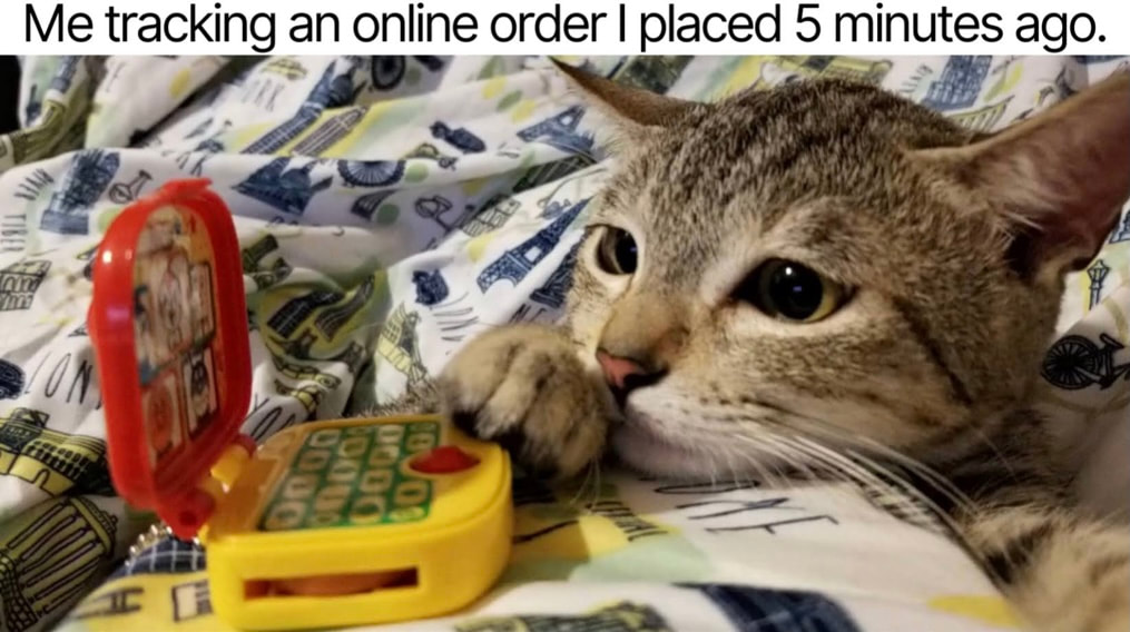 Scout the Cat's Meow Online Shopoing Meme